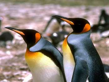 Бразилия отпрати объркалите се 400 пингвина