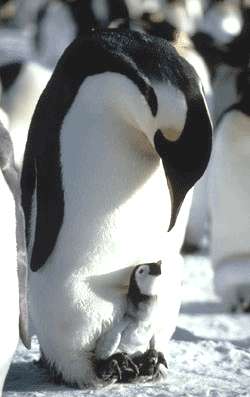 Бразилия отпрати объркалите се 400 пингвина