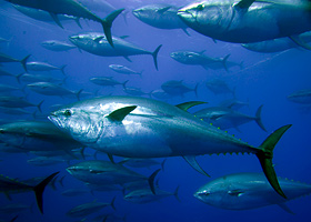 Испания и Япония забраняват улова на риба тон
