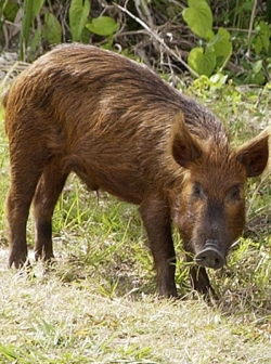 130 диви прасета застреляни в Ловешко