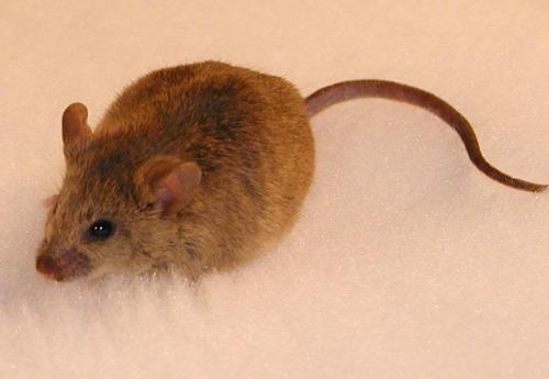 Японски учени възкресиха мишка, умряла преди 16 години
