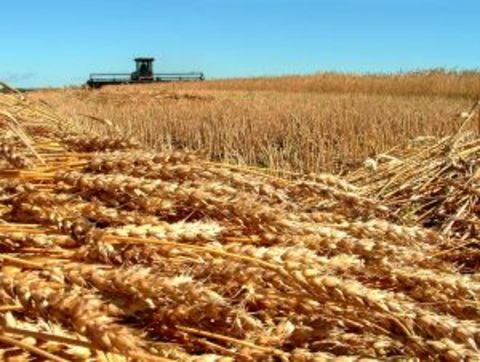 Светла Бъчварова: Зърнопроизводителите може и да получат субсидии