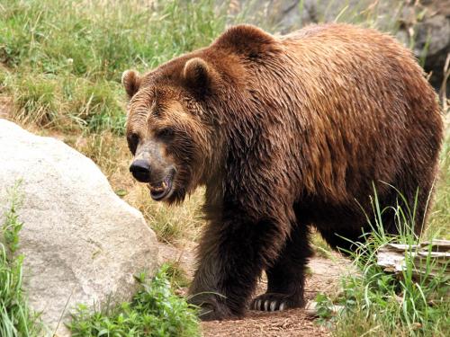 Горски стражари намериха застреляна мечка