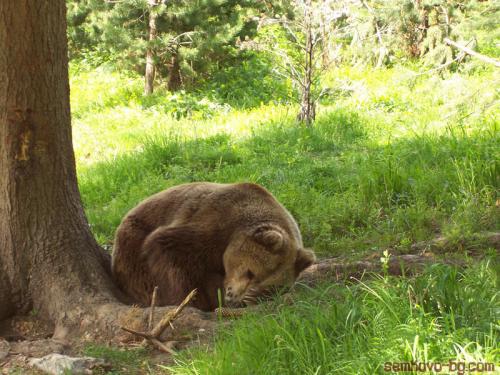 Спасяват танцуващите мечки от Сърбия в парка в Белица у нас