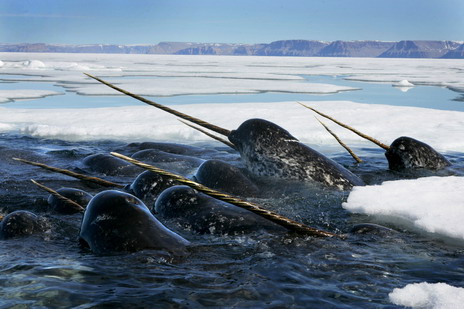 Около 200 кита в плен на ледовете край Канада