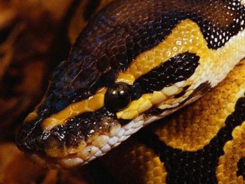 Студентки в ужас от змии в троянски музей