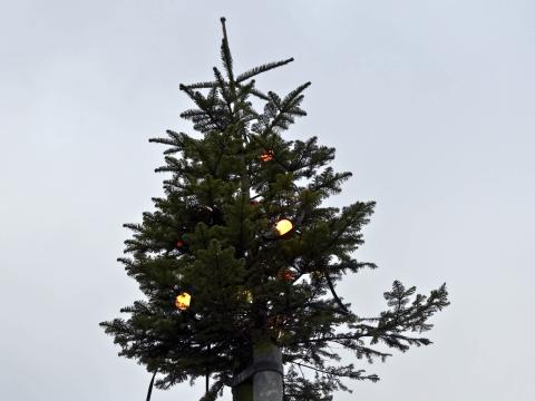 WWF стартира за втори път акцията „Коледна елха в саксия”