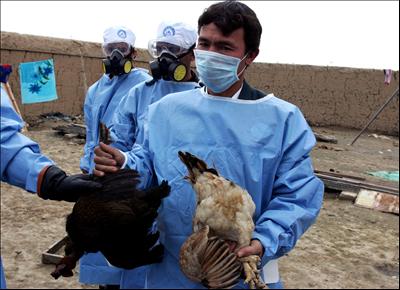 Нови случаи на птичи грип в Индия