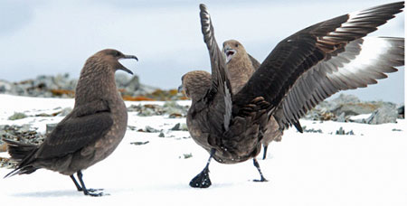 Птици в любовен период заплашват полетите в Антарктида