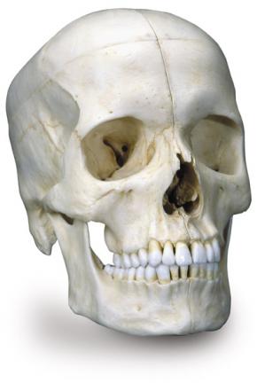 Част от човешки череп е намерен в Пловдив 
