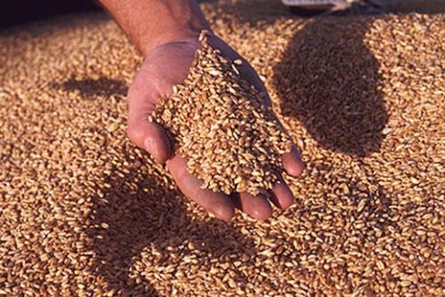 Още 58 млн. лв.  за зърнопроизводителите 