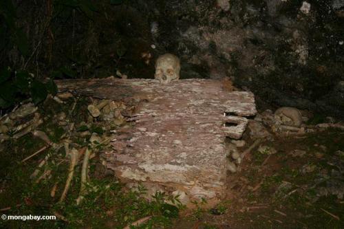 Намериха човешки скелет до гробище
