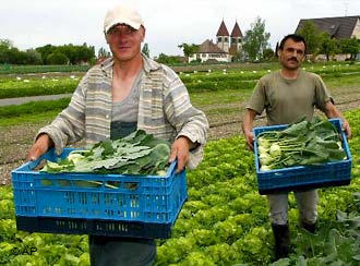 Германия набира български сезонни работници