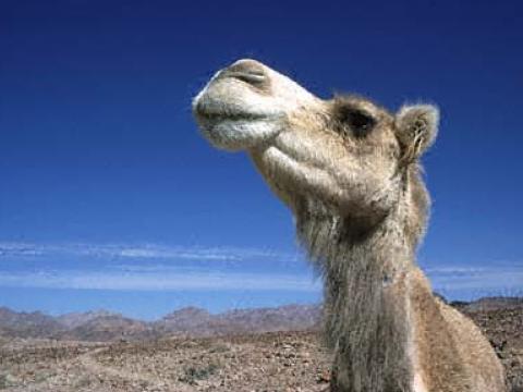 България изпрати специален автомобил за умиращите на границата камили