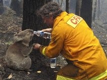 Спасиха коала от горските пожари в Австралия