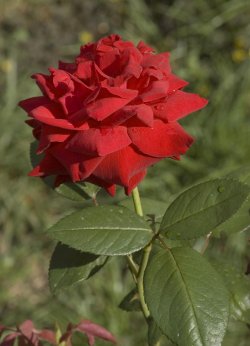 Полицията в САЩ подарява рози за оръжие