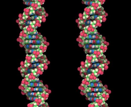 Създадоха изкуствена ДНК, която се самовъпроизвежда и еволюира