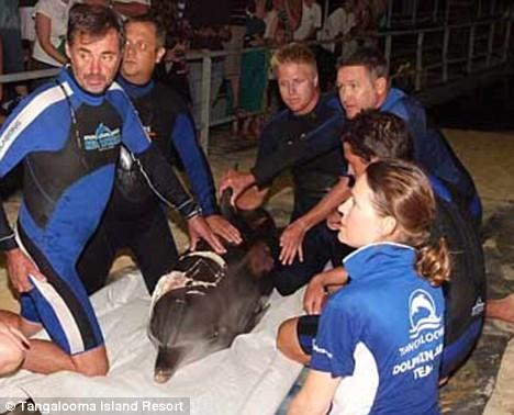 Женски делфин спаси мъжкия, довеждайки го при хората