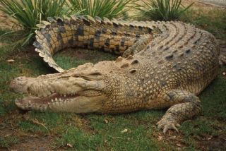 Останките на петгодишно момче открити в корема на крокодил