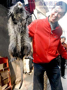 Гигантски 11-килограмов плъх хванаха в Китай
