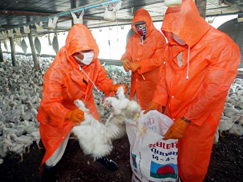 Птичи грип в Чехия