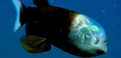 Откриха риба с прозрачна глава и с “очи на гърба”