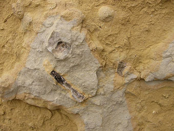 Фосил от птица на 10 млн. години открит в Перу