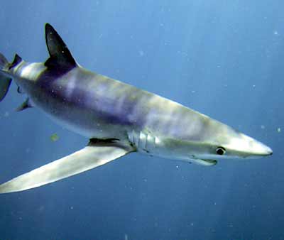 Акула нападна сърфист в Сидни