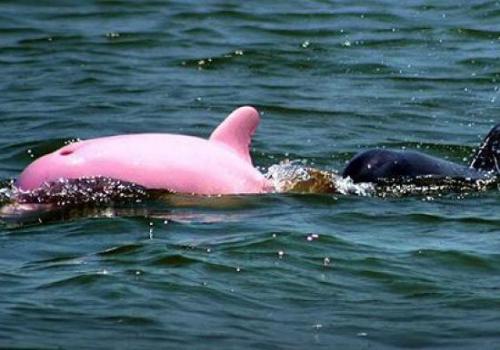 Розов делфин с червени очи