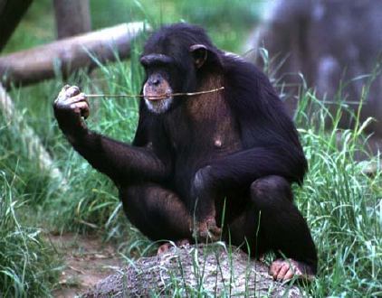Шимпанзетата умеят да планират действията си
