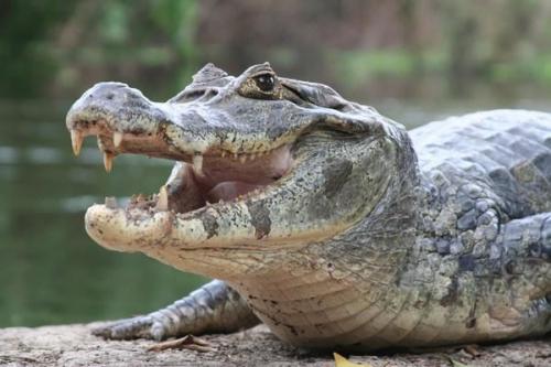 В Грузия отглеждат крокодили за европейския пазар