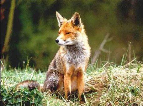 Бясна лисица бе убита в дупнишко село 
