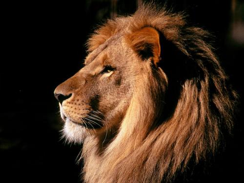 Богаташи гонят домашни лъвове заради кризата