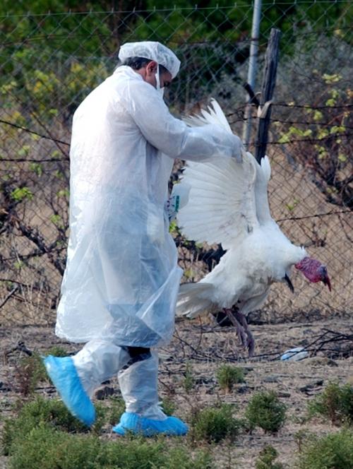 Нов случай на птичи грип в Египет
