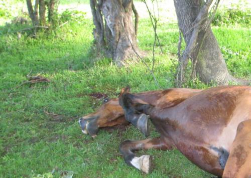 Смъртоносни фрактури след сблъсък на "Сеат" с коне