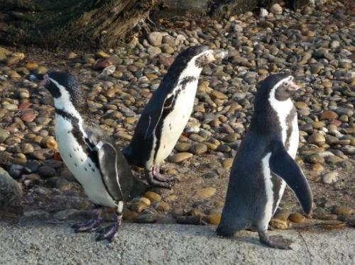 Обратни пингвини се сдобиха с поколение