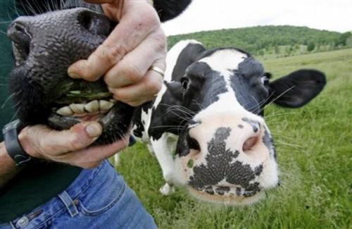 Променят храненето на кравите във Върмонт по ... екологични съображения
