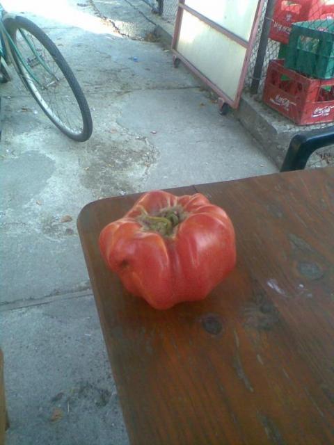 Мартенчанин отгледа 2 - килограмов домат