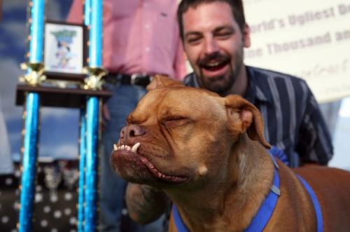 Обратна захапка осигури титлата на “Най-грозното куче в света