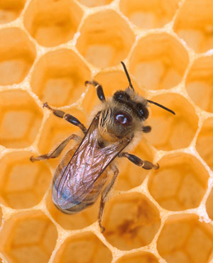 Медът може да убива супер бактерии