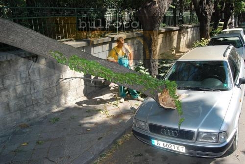 Дърво потроши автомобил във Варна 