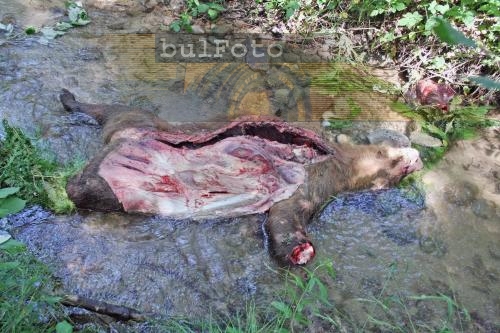 Изкормена кафява мечка намериха в Кресненско 