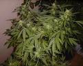 110 саксии и 30 килограма изсушена марихуана хванаха във Варненско