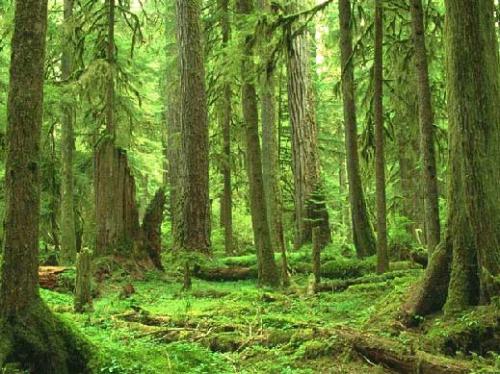 Георги Костов ще ръководи Държавната агенция по горите