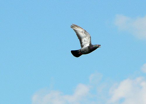Пощенски гълъб пренася данни по-бързо от интернет