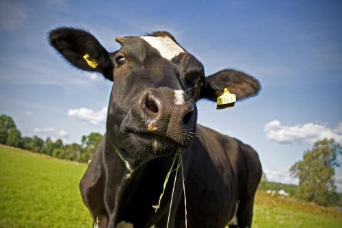 Кравите с имена дават повече мляко 