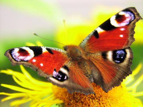Нов метод за цветен печат имитира пеперудите