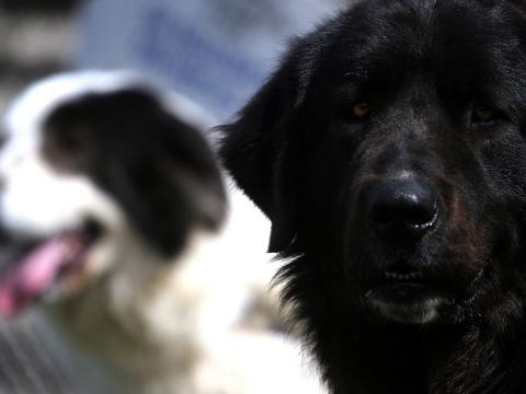 Кучета нахапаха жестоко мъж в Банско 