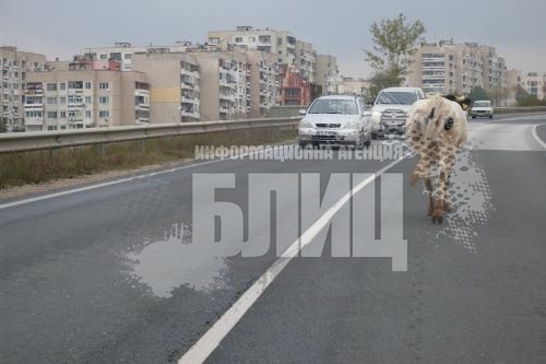 Крава навлезе в насрещното в Благоевград