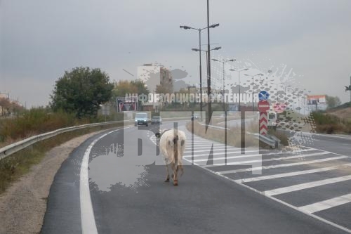 Крава навлезе в насрещното в Благоевград